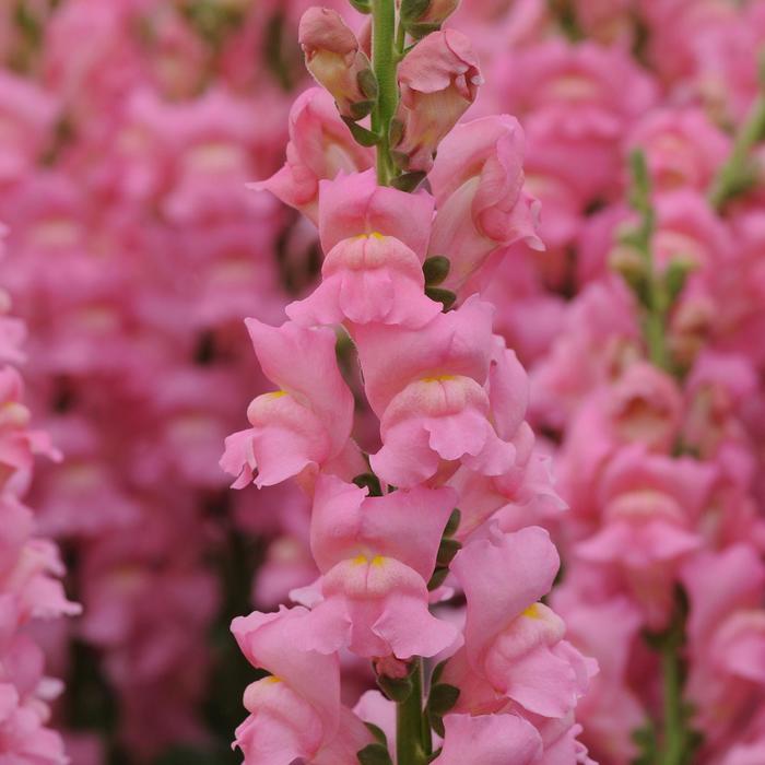 Potomac&trade; Early Pink - Antirrhinum majus (Snapdragon) from IGC Quicksite Upgrade