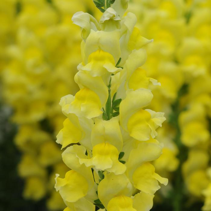 Potomac&trade; Early Yellow - Antirrhinum majus (Snapdragon) from IGC Quicksite Upgrade