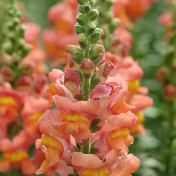 Potomac&trade; Orange - Antirrhinum majus (Snapdragon) from IGC Quicksite Upgrade