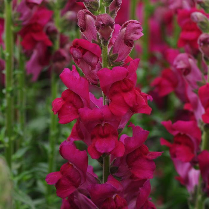 Potomac&trade; Royal - Antirrhinum majus (Snapdragon) from IGC Quicksite Upgrade