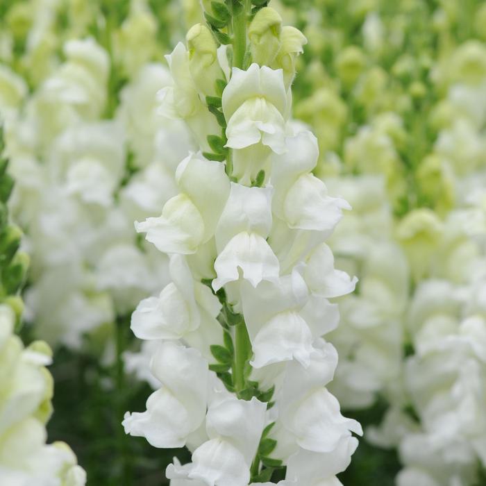 Potomac&trade; White - Antirrhinum majus (Snapdragon) from IGC Quicksite Upgrade
