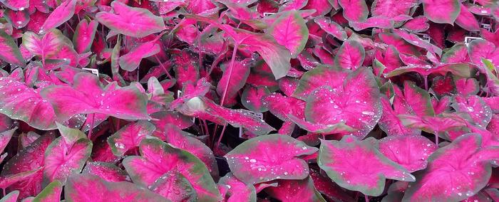 Pink Caladium - from IGC Quicksite Upgrade