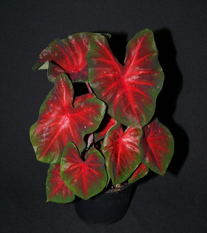 Red Caladium - from IGC Quicksite Upgrade