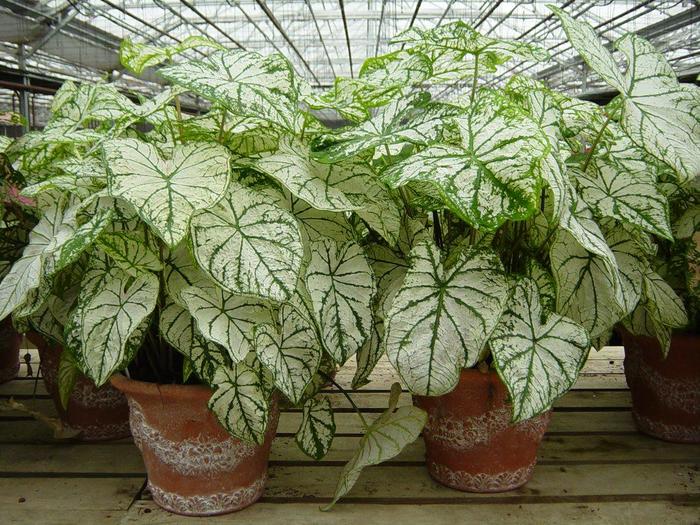 White Caladium - from IGC Quicksite Upgrade