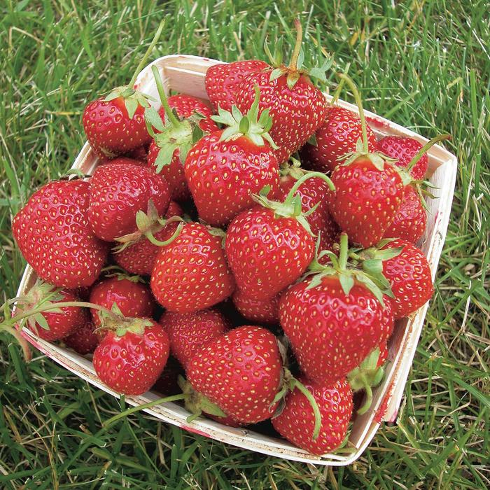Allstar Strawberry - Fragaria x ananassa 'Allstar' from IGC Quicksite Upgrade