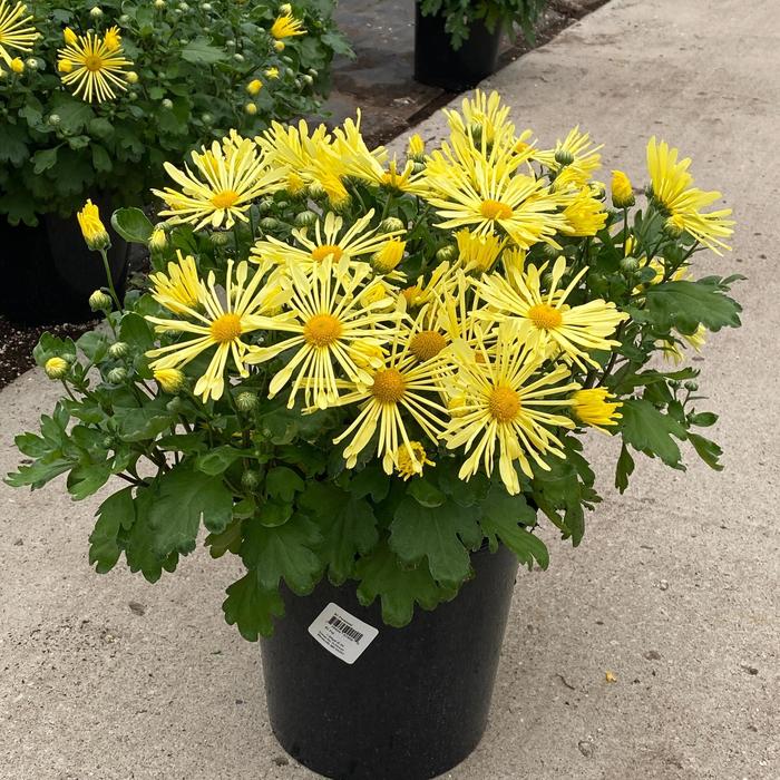 Mammoth&trade; Yellow Quill Hardy Mum - Chrysanthemum x morifolium from IGC Quicksite Upgrade