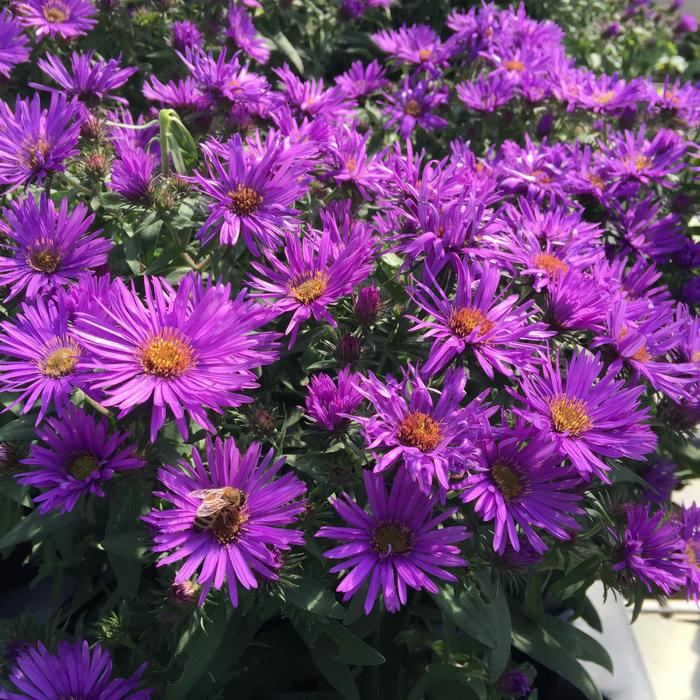 'Purple Dome' - Aster novae-angliae (New England Aster) from IGC Quicksite Upgrade