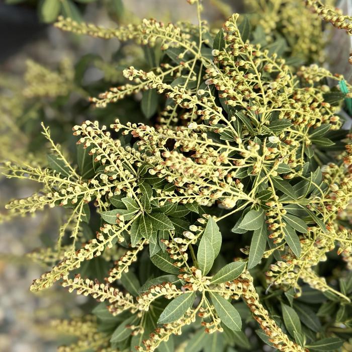 'Cavatine' Cavatine Pieris - Pieris japonica from IGC Quicksite Upgrade