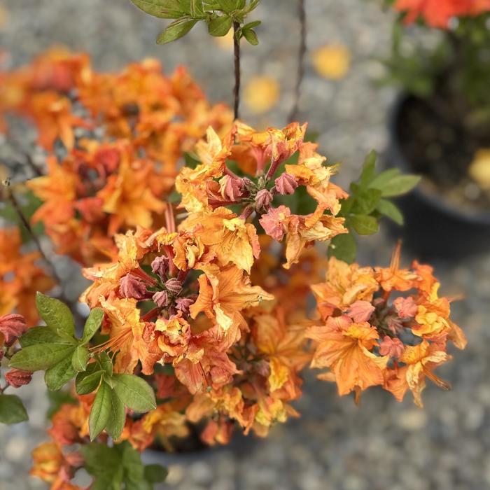 'Gibraltar' Azalea - Rhododendron Exbury hybrid from IGC Quicksite Upgrade