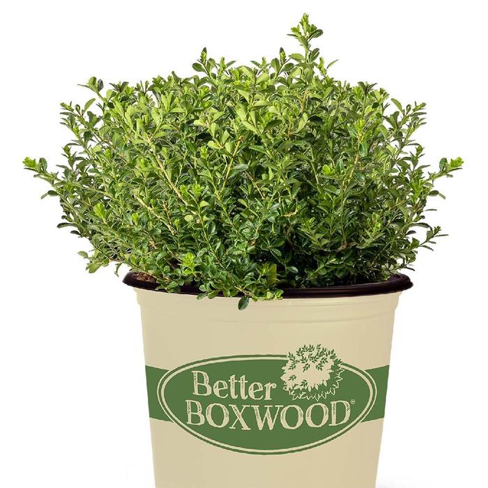 Renaissance&trade; Boxwood - Buxus x from IGC Quicksite Upgrade