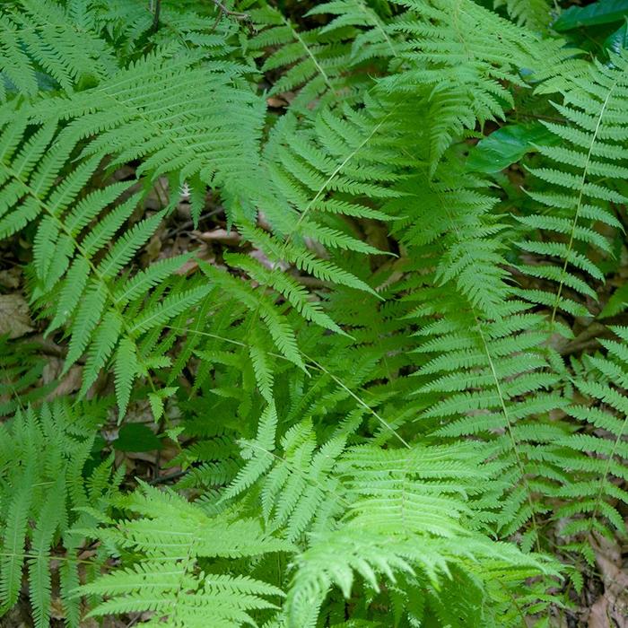 New York fern - Thelypteris noveboracensis from IGC Quicksite Upgrade
