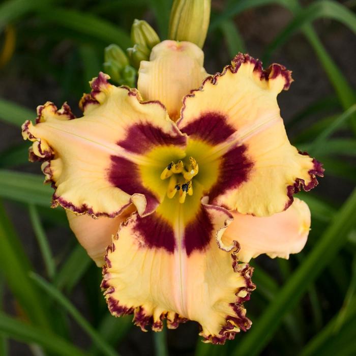 Rainbow Rhythm&reg; 'King of the Ages' - Hemerocallis (Daylily) from IGC Quicksite Upgrade