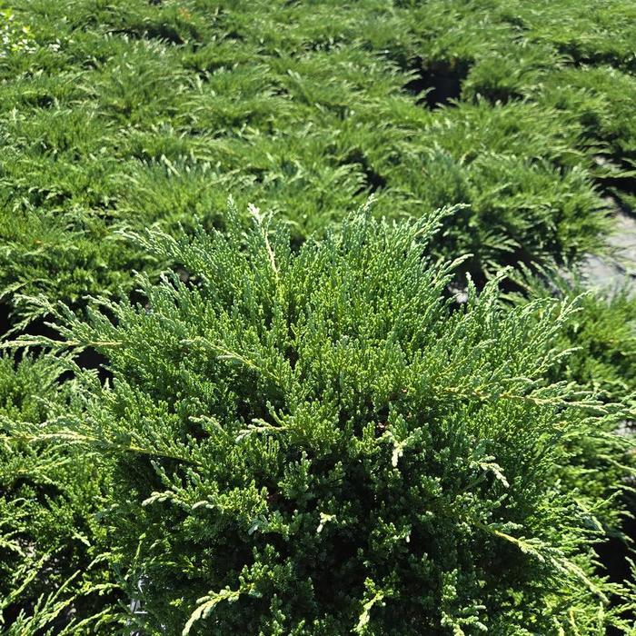 'Viridis' Green Sargent Juniper - Juniperus chinensis var. sargentii from IGC Quicksite Upgrade