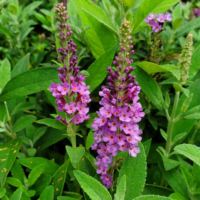 'Birthday Cake&trade;' Butterfly Bush - Buddleia from IGC Quicksite Upgrade