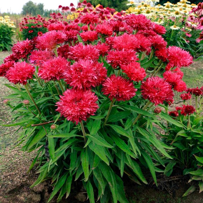 'Fringe Festival' Coneflower - Echinacea from IGC Quicksite Upgrade