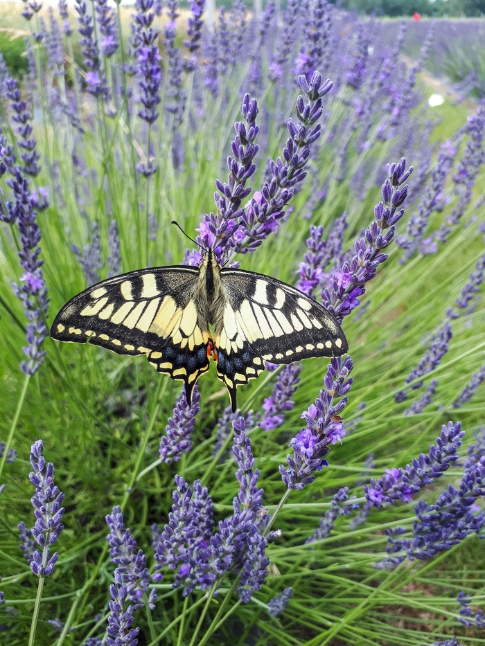 Lavender Phenomenal&reg; - Lavandula x intermedia from IGC Quicksite Upgrade