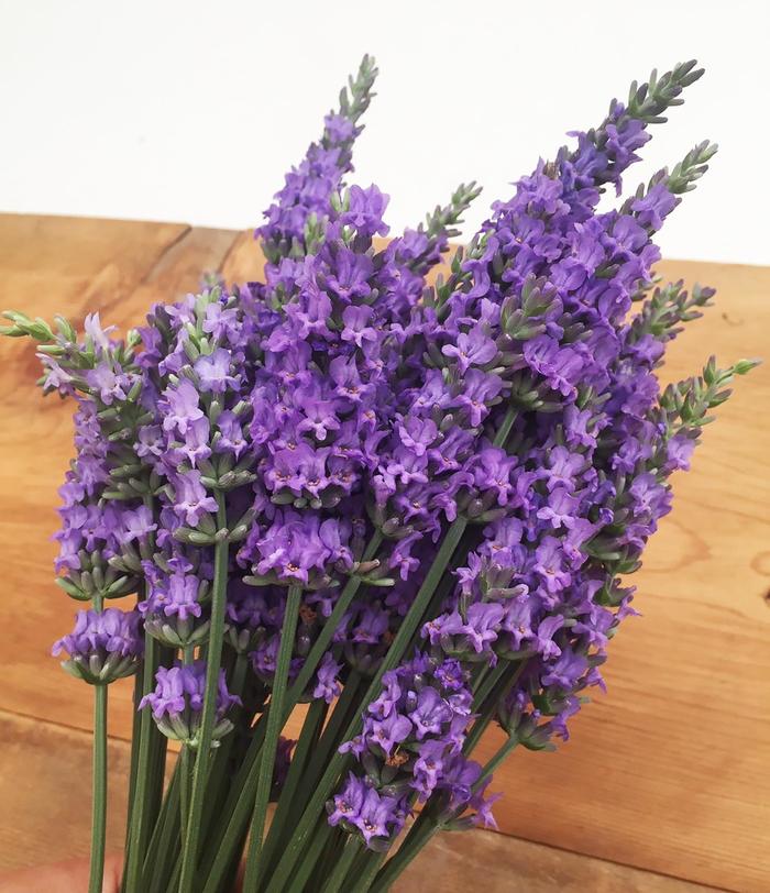 Lavender Sensational!&trade; - Lavandula x intermedia from IGC Quicksite Upgrade