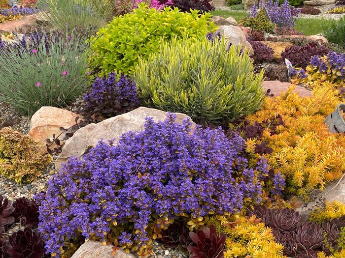 Feathered Friends&trade; 'Fancy Finch' - Ajuga (Bugleweed) from IGC Quicksite Upgrade