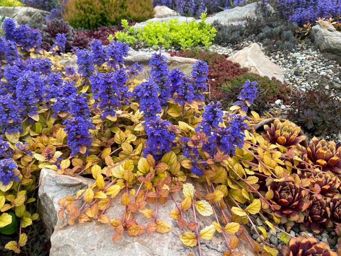 Feathered Friends&trade; 'Parrot Paradise' - Ajuga (Variegated Ajuga) from IGC Quicksite Upgrade