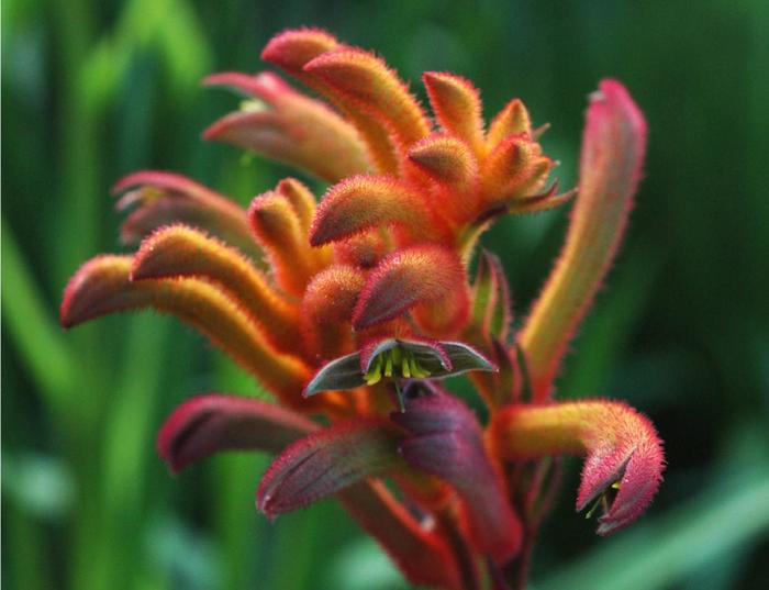 Bush Gems&reg; 'Bush Blitz' - Anigozanthos (Kangaroo Paw) from IGC Quicksite Upgrade